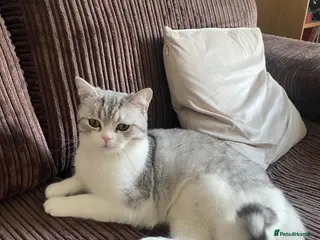 British Shorthair cats 10 months kitten for sale - Advert 2