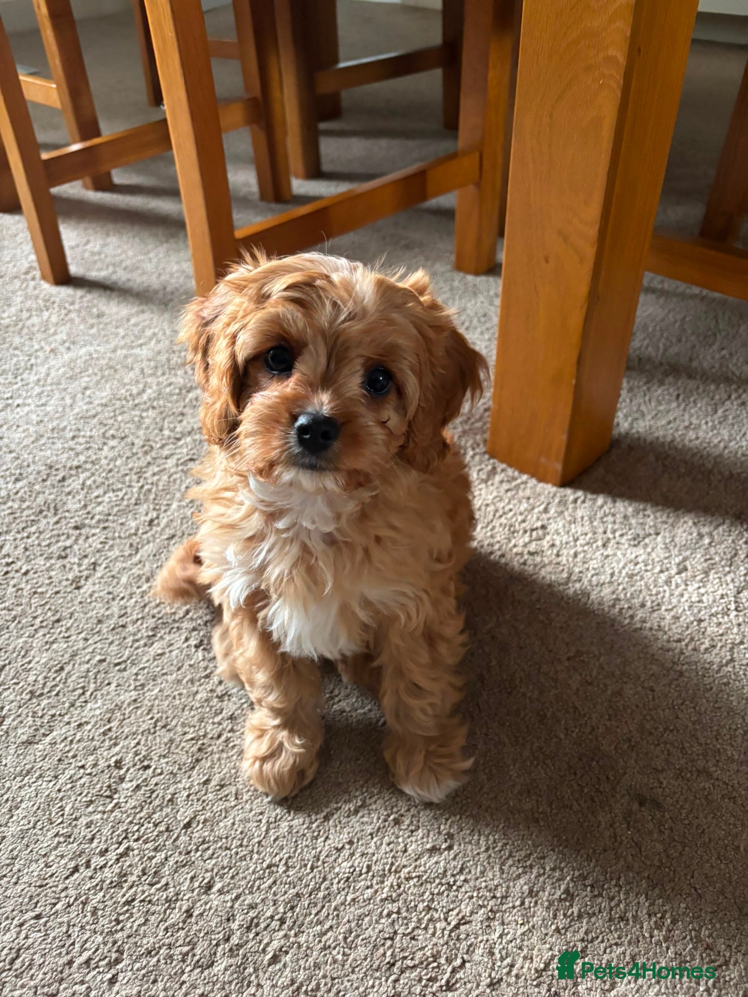 Cavapoo dogs READY NOW F1 Cavapoo pups health tested - Advert 2