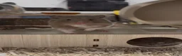 Hamster rodents for sale: Friendly Syrian with Bucatstate Cage + Accessories - Advert 2