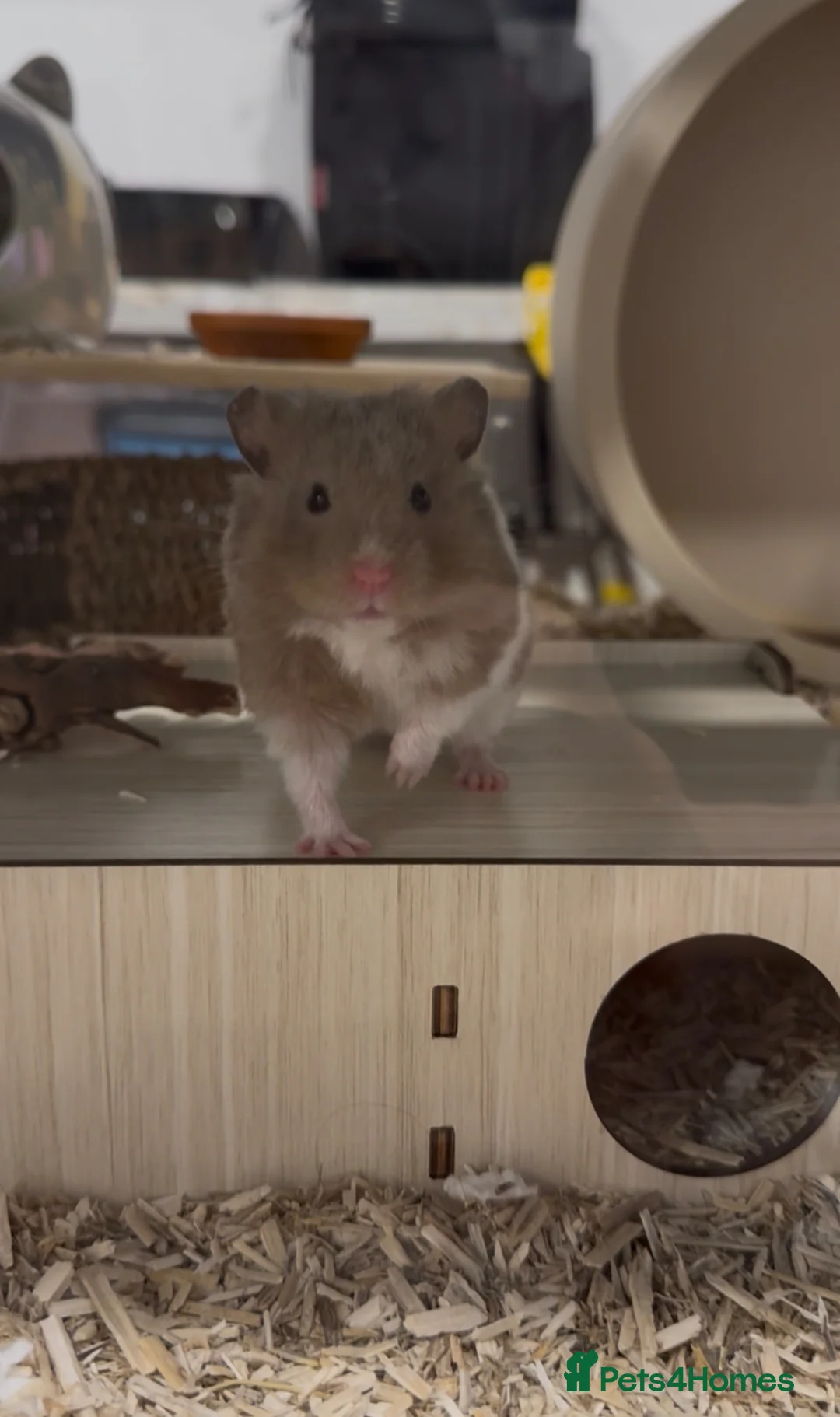 Hamster rodents for sale: Friendly Syrian with Bucatstate Cage + Accessories - Advert 2