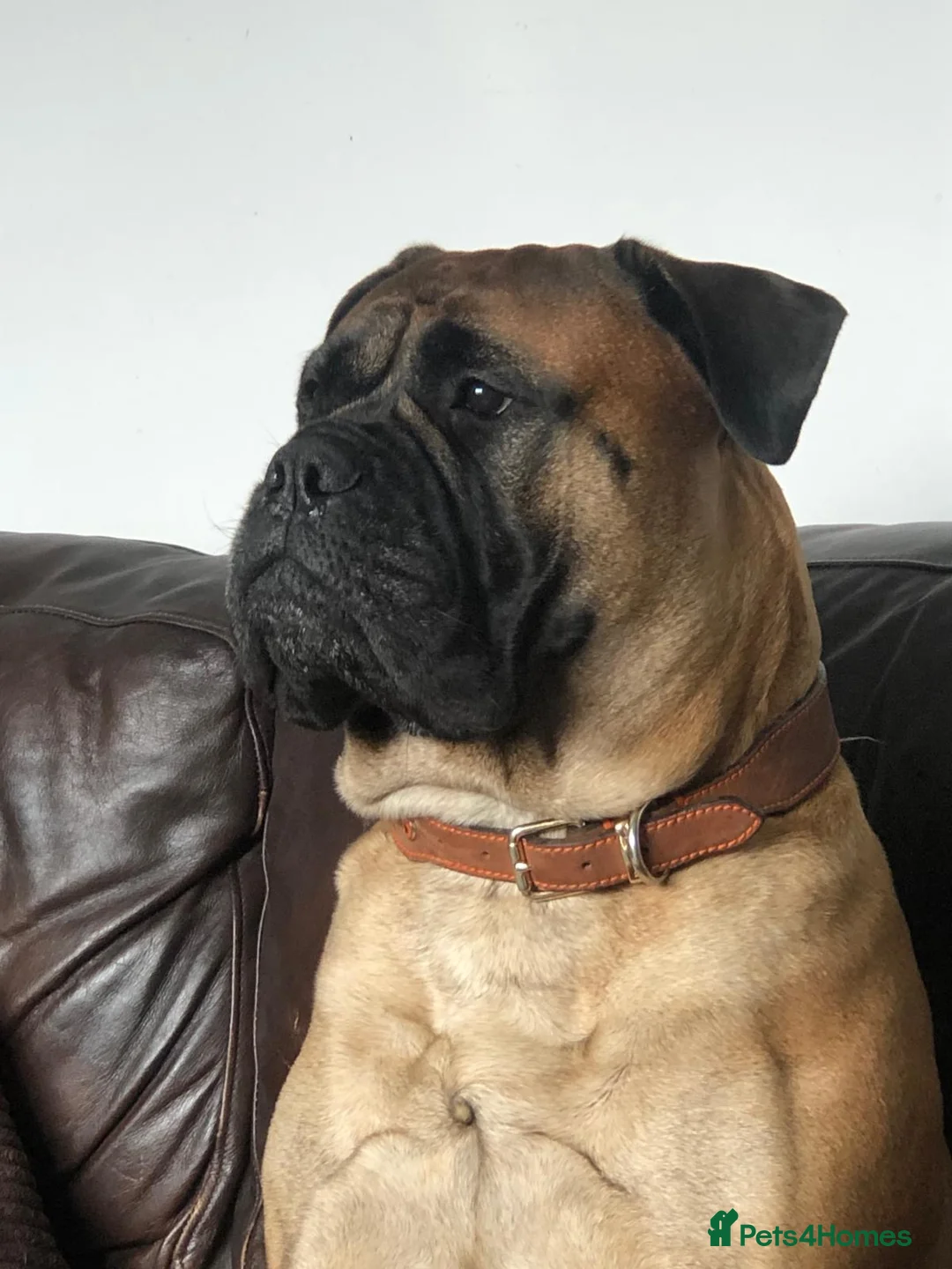 Bullmastiff dogs for sale: KC Registered top quality Bullmastiff puppies in Stockton-on-Tees - Advert 1
