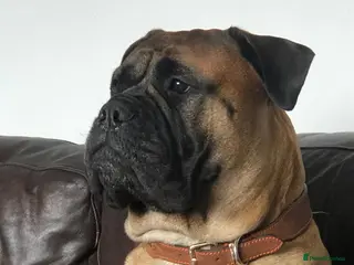 Bullmastiff dogs KC Registered top quality Bullmastiff puppies - Advert 4