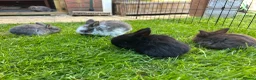 English Lop rabbits for sale: 5 beautiful English Lop bunnies - range of colours in Shefford - Advert 2