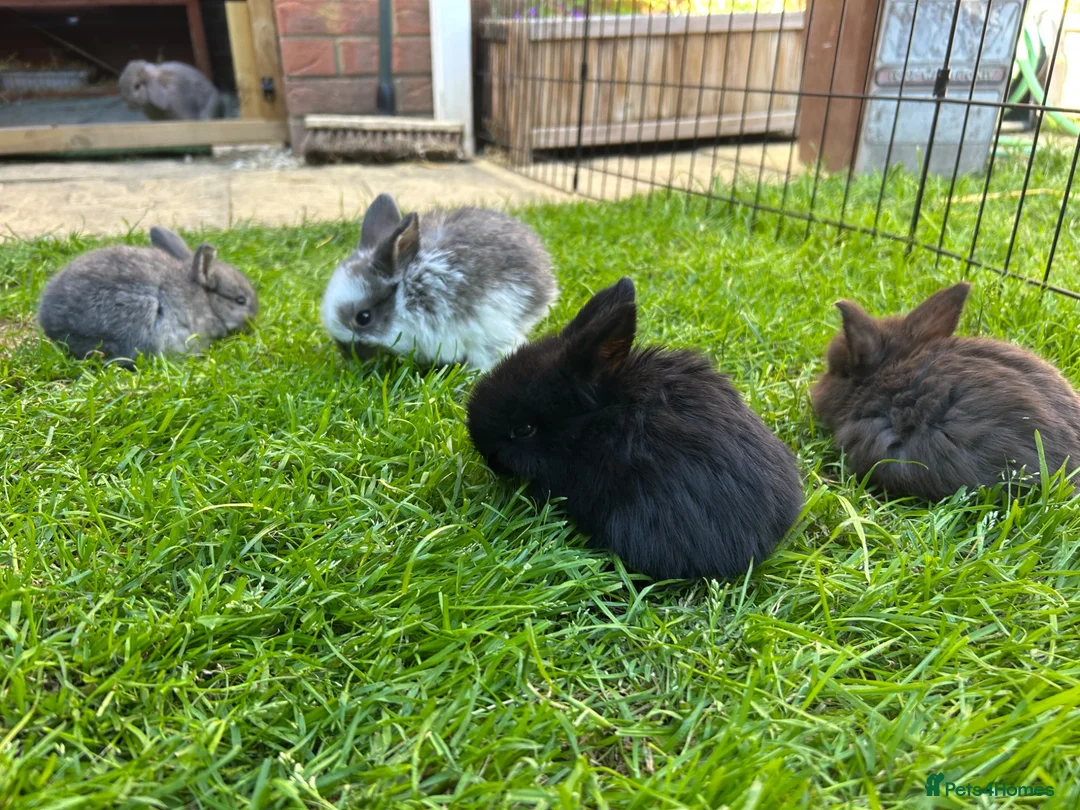 English Lop rabbits for sale: 5 beautiful English Lop bunnies - range of colours in Shefford - Advert 2