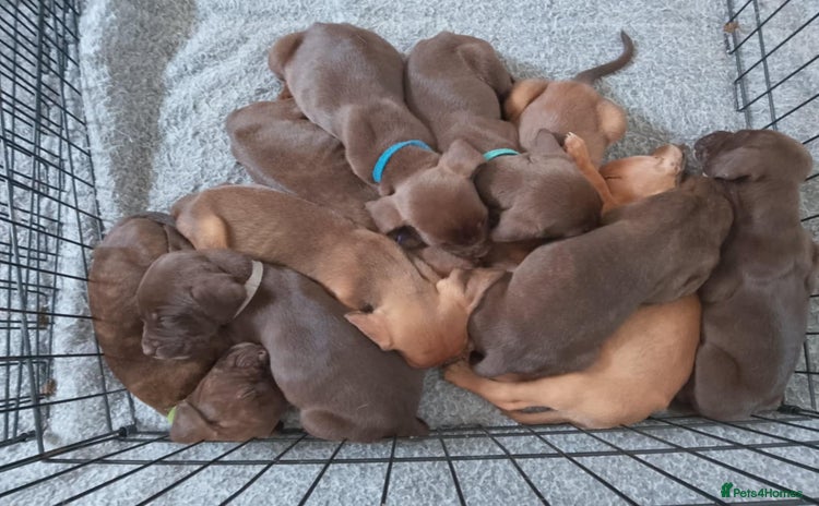 Mixed Breed dogs in Mexborough - Advert 8