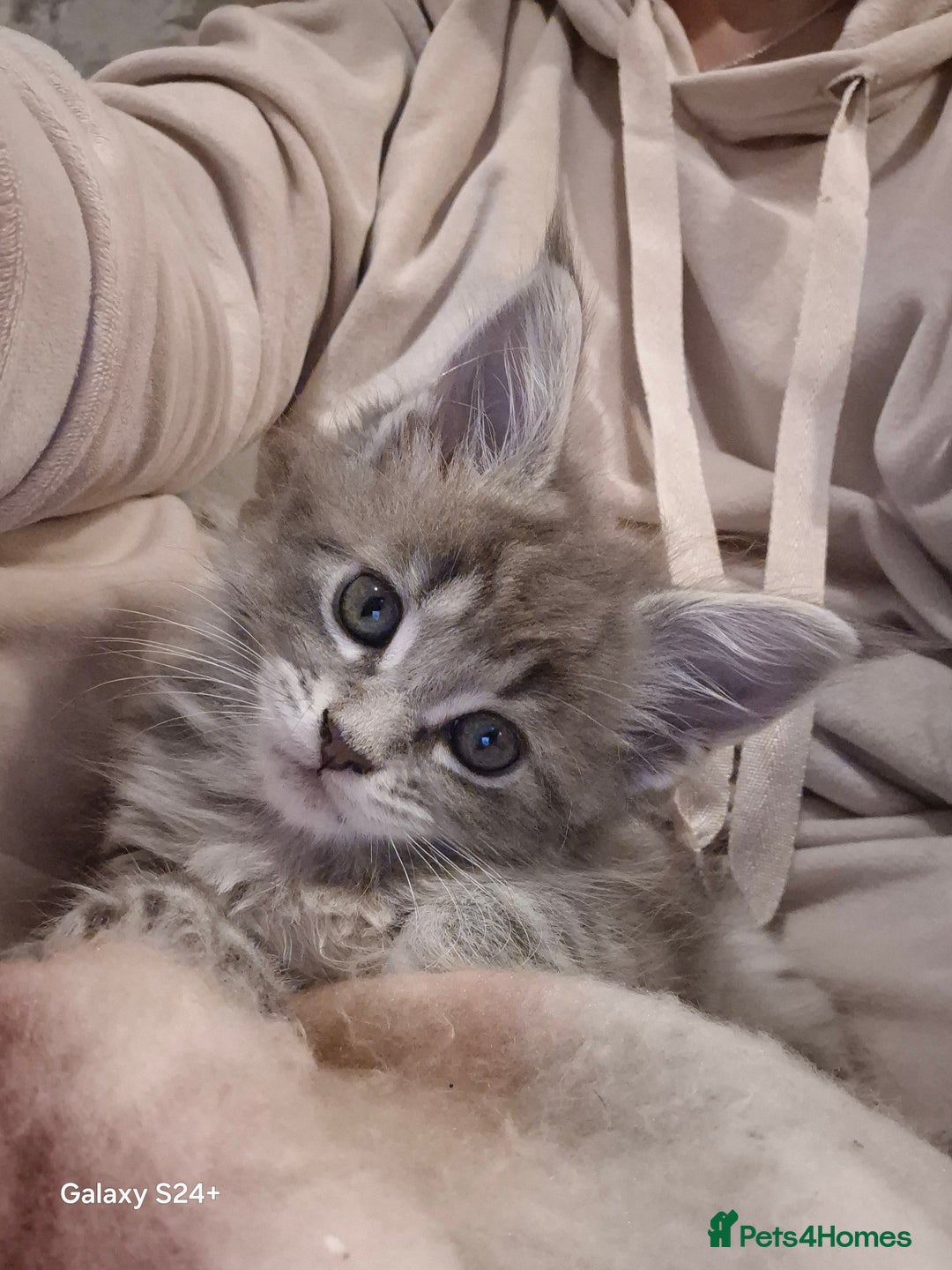 Maine Coon cats for sale: GCCF registered Pedigree Maine Coon Kittens - Advert 20