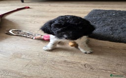 Sproodle dogs for sale: Beautiful litter of F2 Sproodles  - Image 4