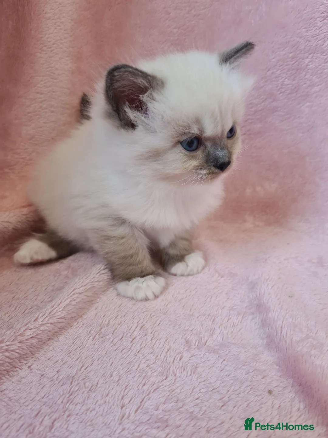 Munchkin cats for sale: Munchkin kittens READY SOON 😍  - Advert 15