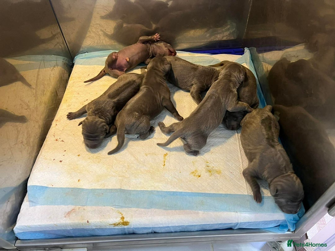 Thai Ridgeback dogs for sale: Stunning Blue Thai Ridgeback Puppies for Sale - Advert 12