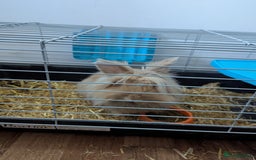 Lionhead rabbits for sale: Male bunny free to a good home - Image 2