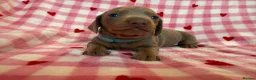 Miniature Dachshund dogs for sale: KC Isabella & Tan - 11 weeks for rehoming - Advert 34