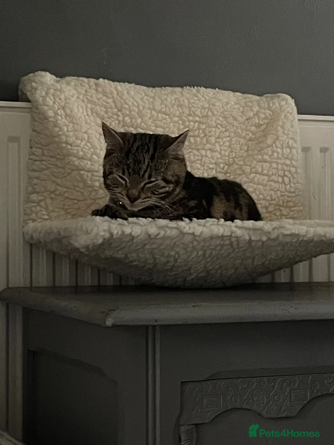 Mixed Breed cats for sale: Tabby female cat for sale  - Advert 1