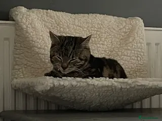 Mixed Breed cats Tabby female cat for sale - Advert 3