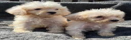 Cockapoo dogs for sale: F1B cockapoo puppies  in Atherstone - Advert 10