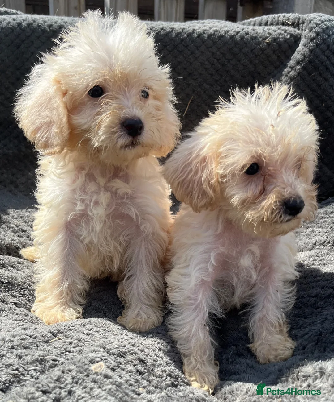 Cockapoo dogs for sale: F1B cockapoo puppies  in Atherstone - Advert 10