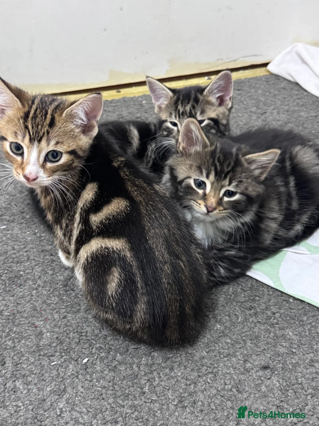 Mixed Breed cats for sale: Kittens for sale - Advert 7