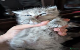 British Shorthair cats for sale: British Shorthair kittens - Image 6