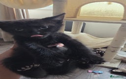 British Shorthair cats for sale: 4 beautiful kittens  - Image 8