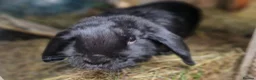 Dwarf Lop rabbits for sale: Adorable, Friendly. Laidback Dwarf Lop Boys 🐰🥰 - Advert 21