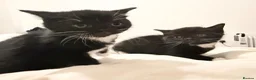 Mixed Breed cats for sale: Looking for a Loving & Caring Home  - Advert 5
