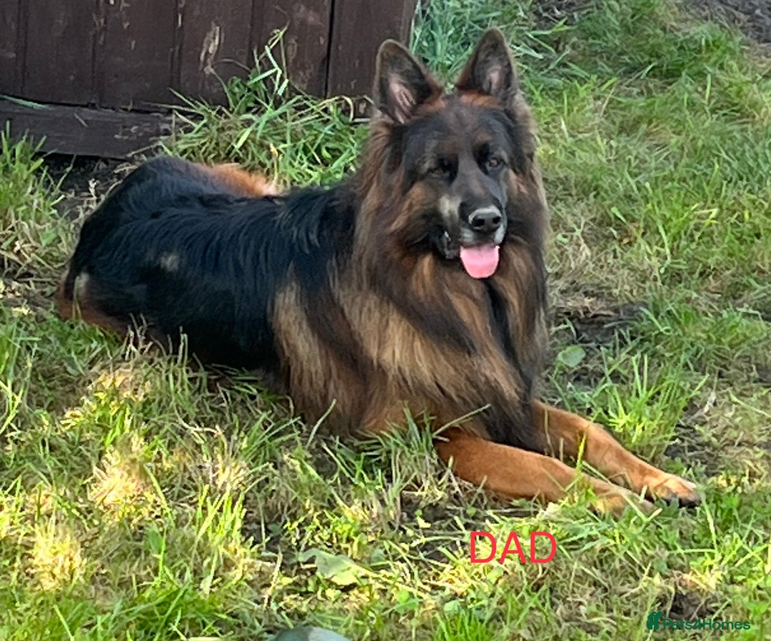 German Shepherd dogs for sale: German Shepherd Puppies  - Image 6