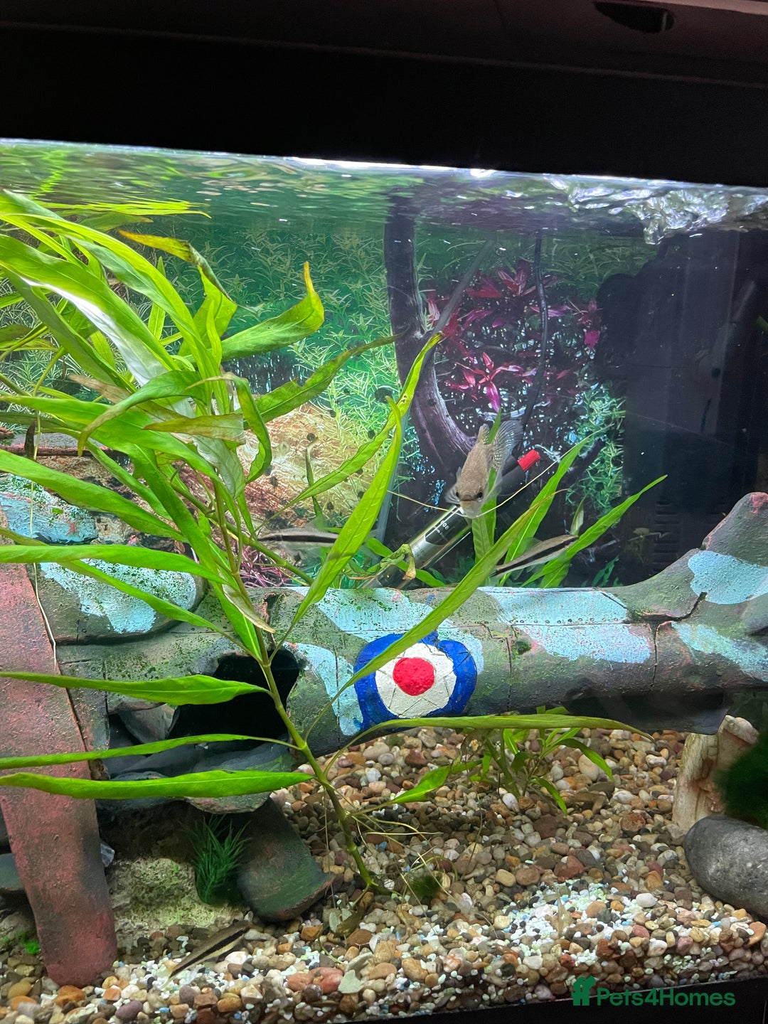 Angelfish fish for sale: Aquarium with fish. Will sell separately  - Image 3