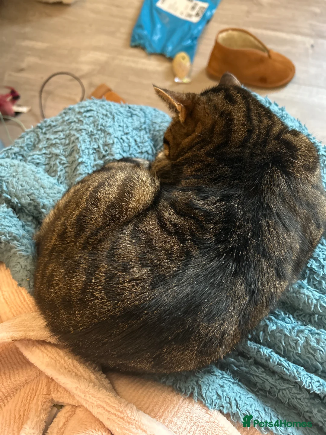 British Shorthair cats for sale: Beautiful tabby cat  - Advert 3
