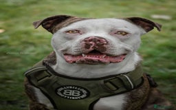 American Bulldog dogs for stud: American bulldog x STUD - Image 3