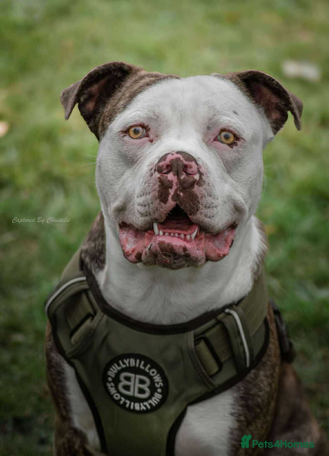 American Bulldog dogs for stud: American bulldog x STUD - Image 3