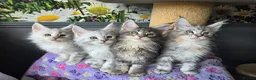 Maine Coon cats for sale: Stunning TICA Maine Coon kittens - Advert 11
