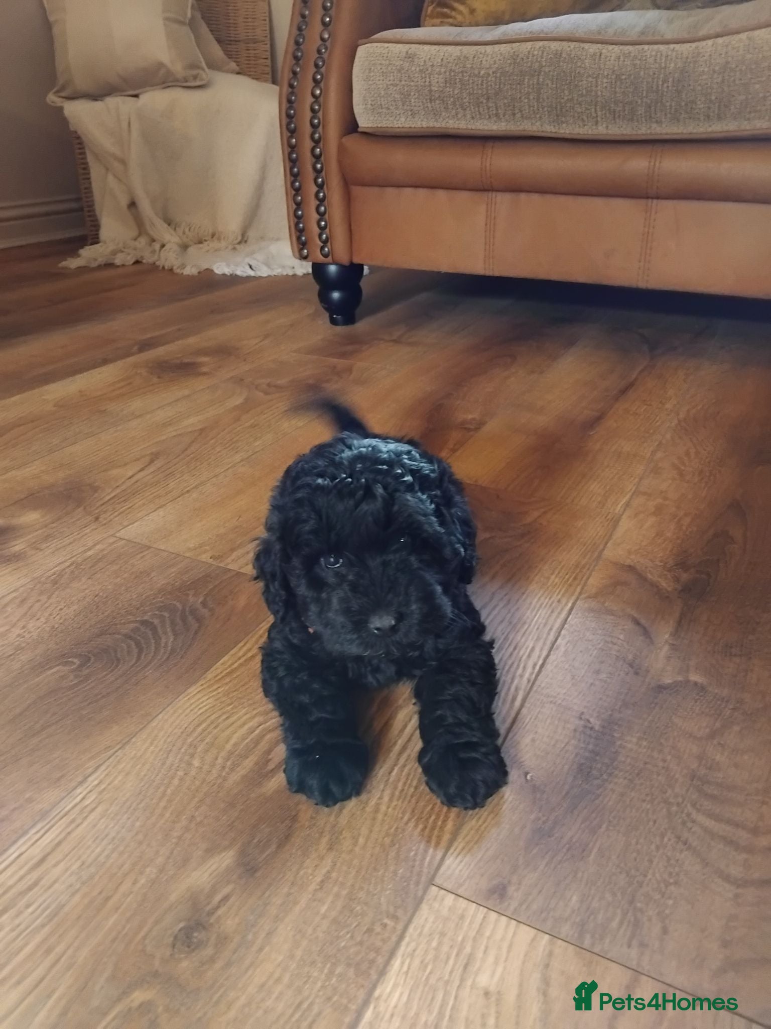 Cockapoo dogs F1b cockapoos  - Advert 1