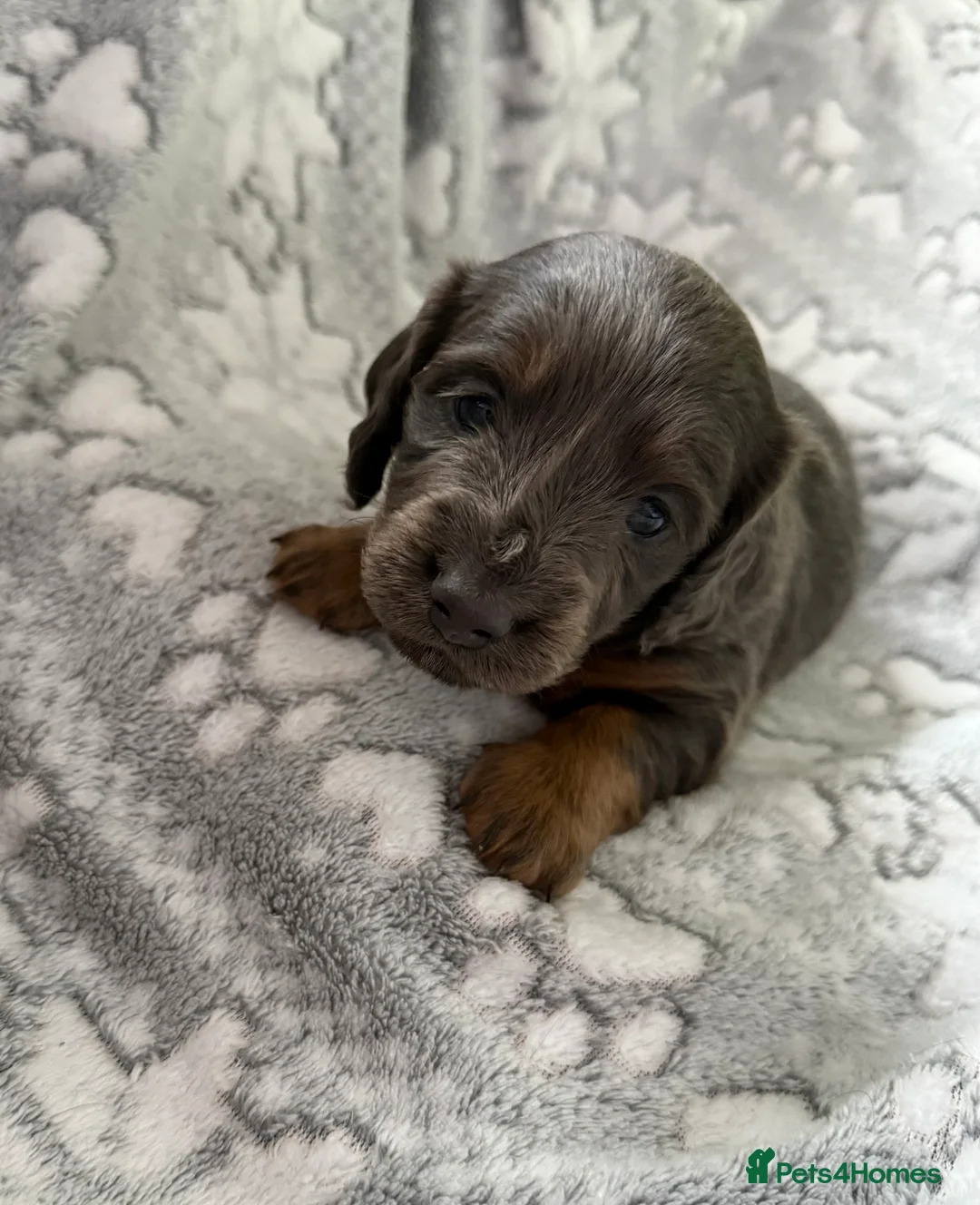Miniature Dachshund dogs for sale: KC Registered Long Haired Miniature Dachsunds  - Advert 5