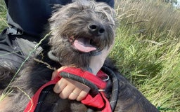 Mixed Breed dogs for adoption: Meet Lucy, currently residing in Cheshire  - Image 5