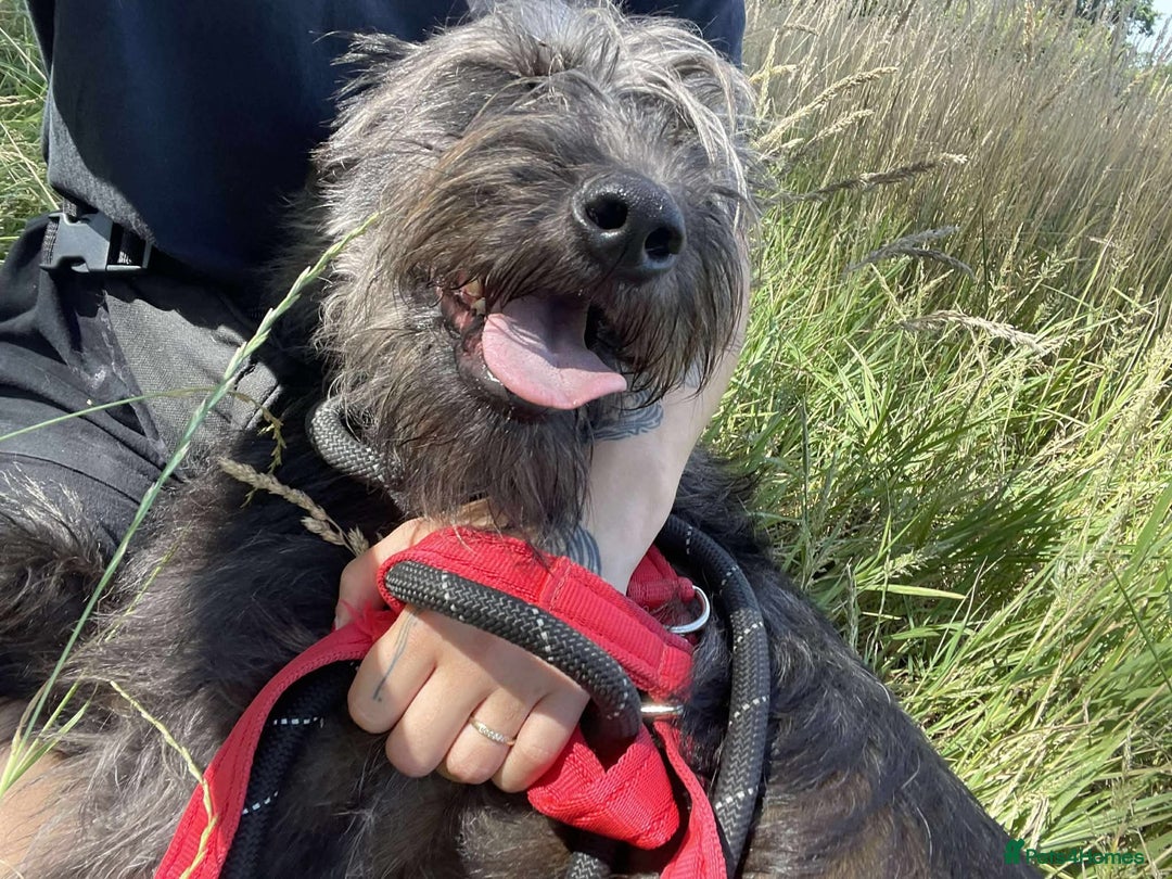 Mixed Breed dogs for adoption: Meet Lucy, currently residing in Cheshire  - Image 5