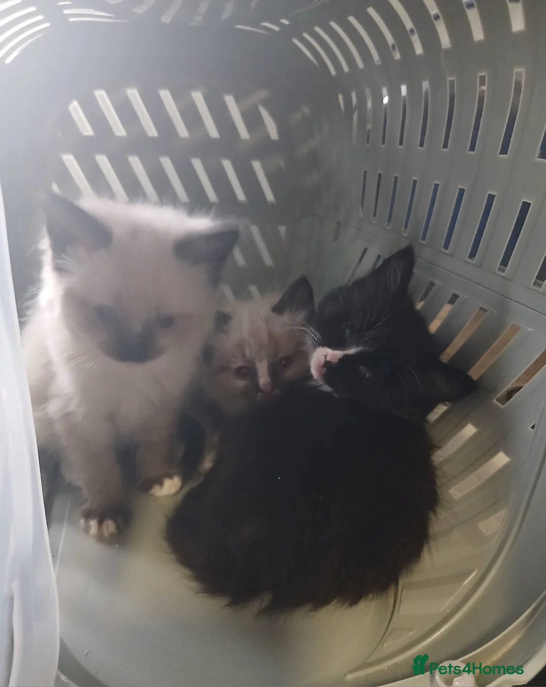 Ragdoll cats for sale: Ragdoll mix - Advert 2