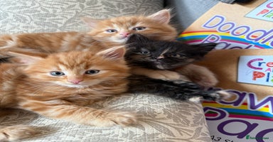Persian cats - Advert 2