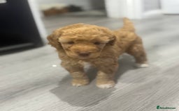 Cavapoo dogs for sale: x4 cockapoos puppies - Advert 15