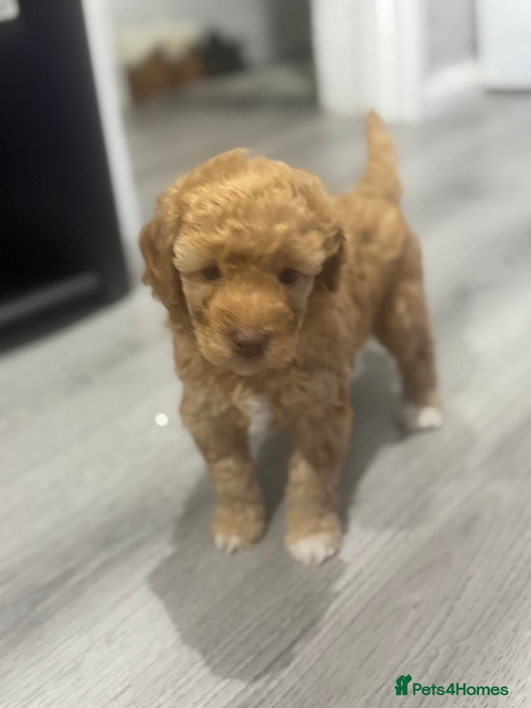 Cavapoo dogs for sale: x4 cockapoos puppies - Advert 15