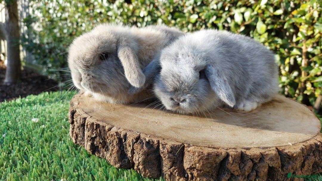 Mini Lop rabbits for sale: Selection of mini lop baby rabbits ready now - Advert 2