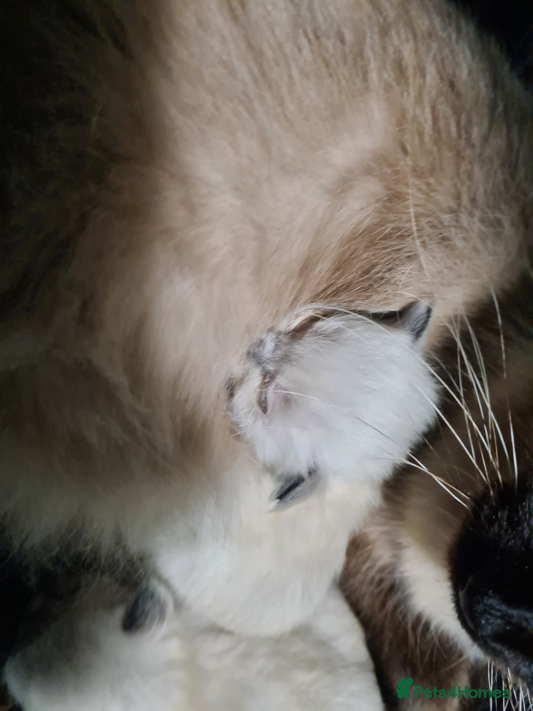 Ragdoll cats for sale: Radgoll kittens  - Advert 2