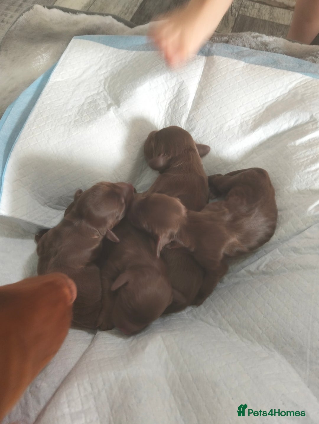 Cocker Spaniel dogs for sale: 7 beautiful cocker spaniels  - Image 7