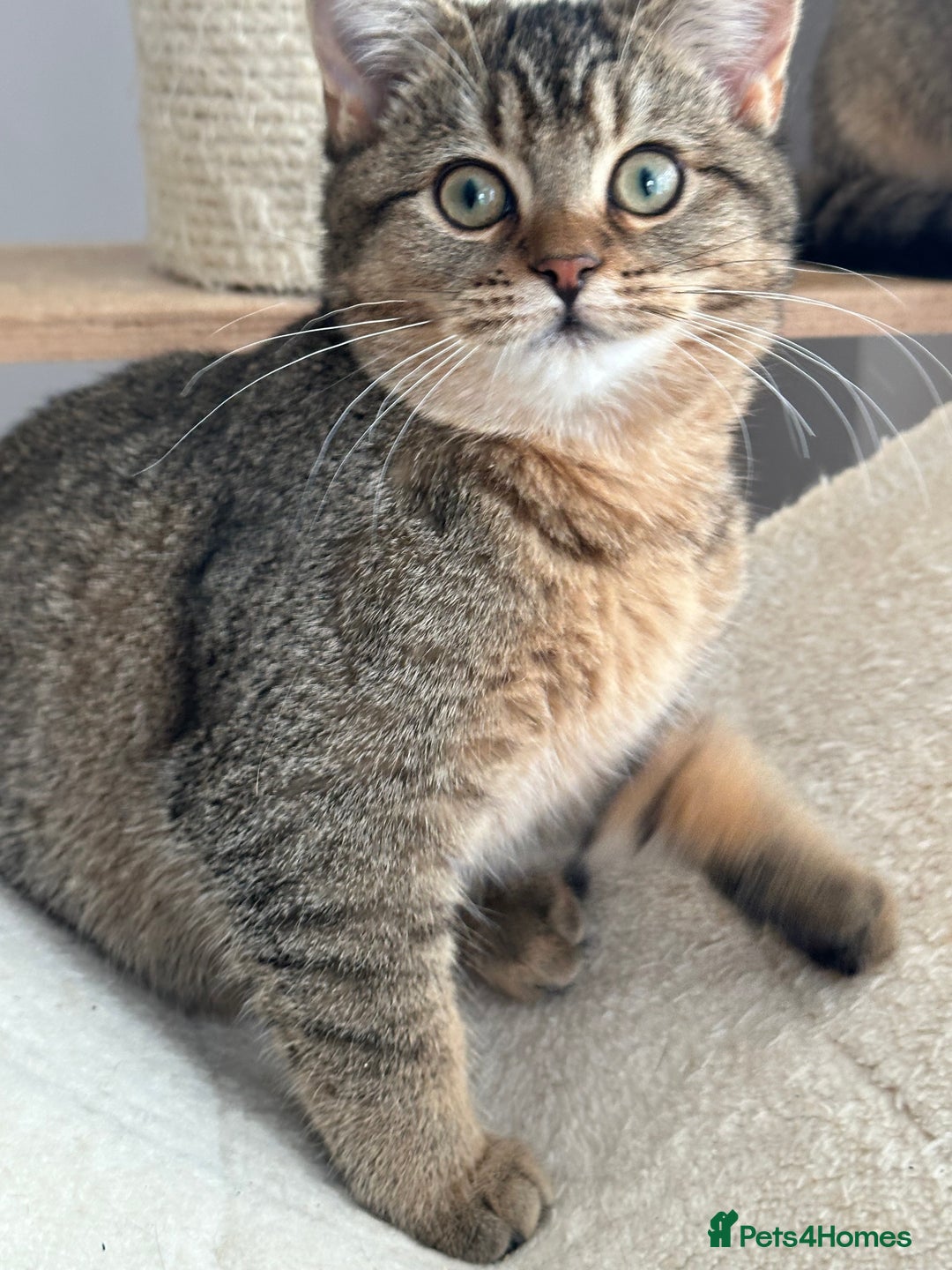 British Shorthair cats for sale: READY NOW! 2 available girls - Advert 16