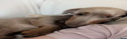 Dachshund dogs for stud: Stud  - Advert 3