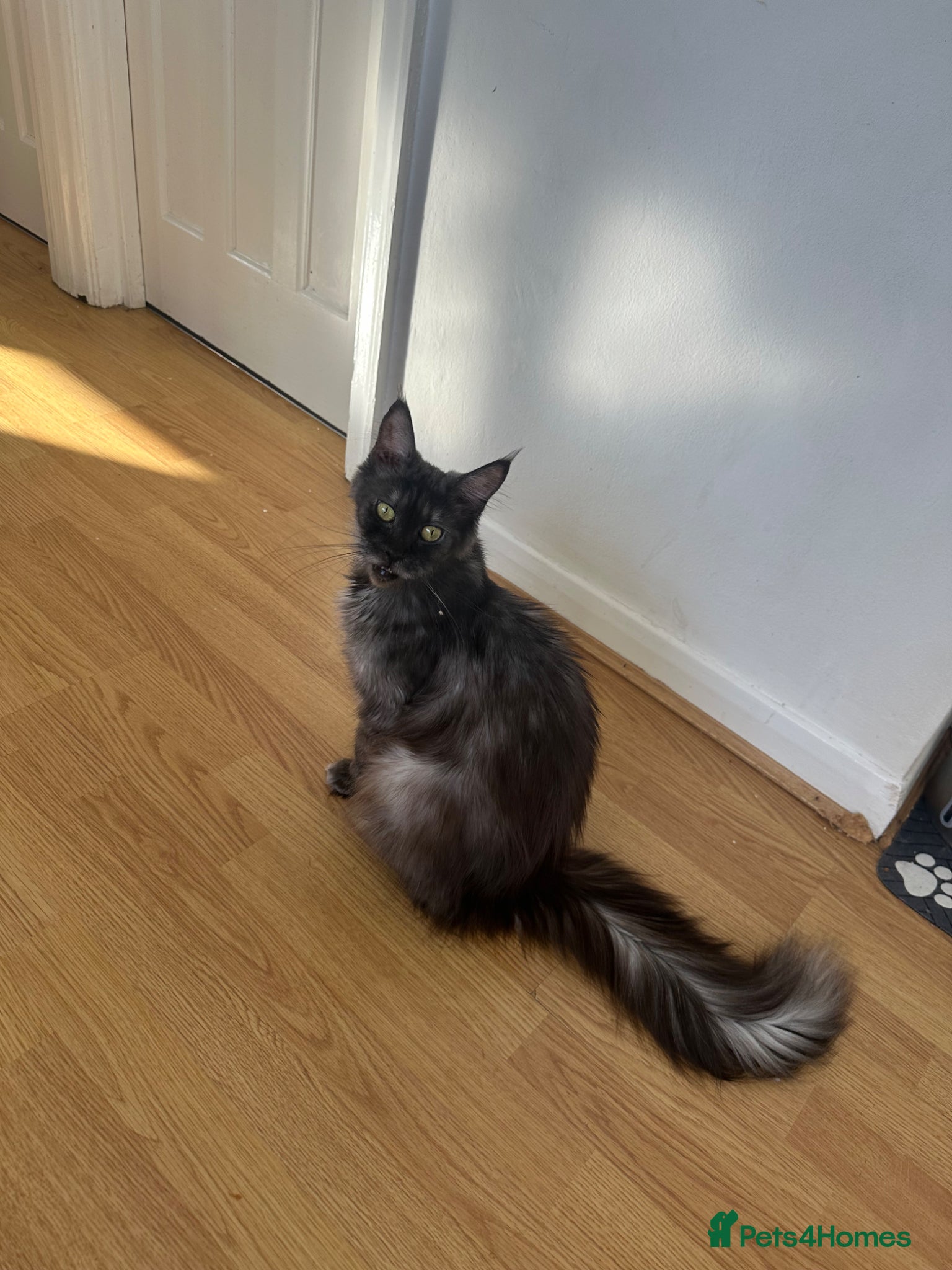 Maine Coon cats Beautiful Maine Coon - Advert 1