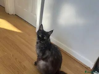 Maine Coon cats Beautiful Maine Coon - Advert 1