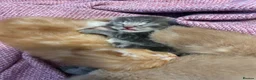 Mixed Breed cats for sale: Gorgeous Kittens Ready For Reserving  - Advert 9