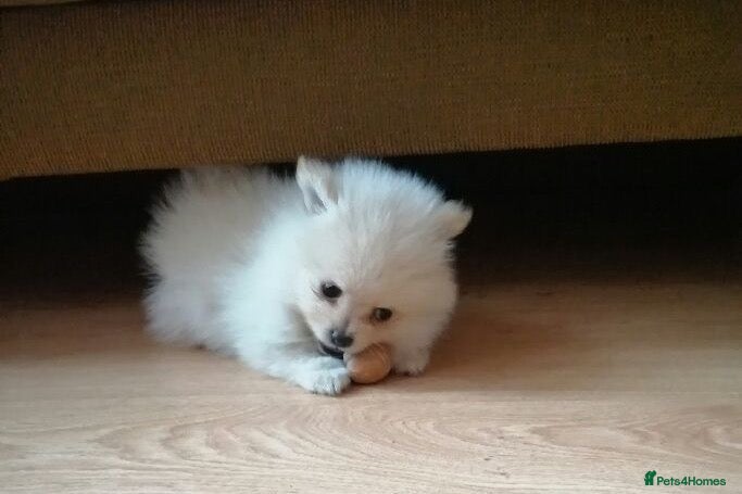 Pomeranian dogs White/cream Pomeranian puppies  - Advert 2