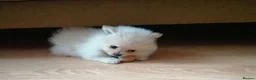 Pomeranian dogs for sale: White/cream Pomeranian puppies  - Advert 1