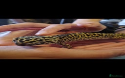 Leopard Gecko reptiles for sale: 5 year old male leopard gecko  - Image 3