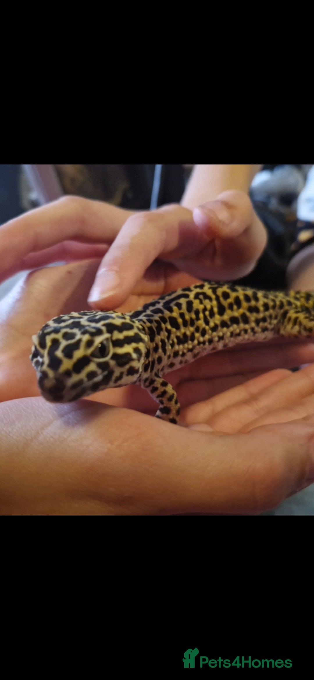 Leopard Gecko reptiles for sale: 5 year old male leopard gecko  - Image 3